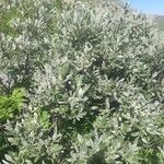 Salix glauca Kukka