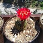 Echinopsis loviviaLeaf