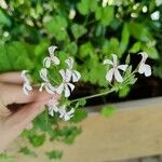 Pelargonium odoratissimum 花
