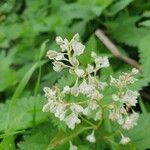 Fallopia baldschuanicaFlower