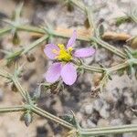 Zygophyllum indicum Flor