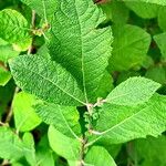 Salix aurita Листок