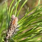 Pinus muricata Квітка