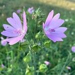 Malva moschataFrucht