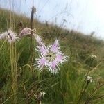 Dianthus superbus ফুল