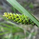 Carex elata ফুল