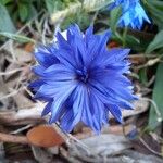 Centaurea cyanusFlor