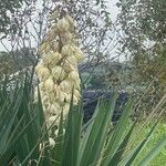 Yucca gloriosa花