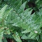 Dryopteris × complexa পাতা