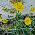 Picris hieracioides Flower