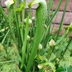 Sarracenia minor पत्ता