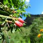 Agarista salicifolia Blüte