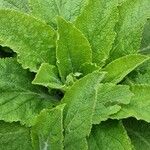 Verbascum phlomoides Blatt