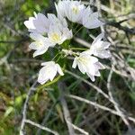 Allium massaessylum Flower