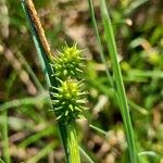 Carex oederi Flower