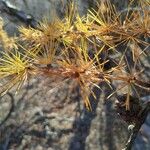 Larix deciduaLeaf