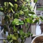 Peperomia scandens Liść