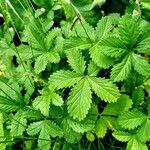 Potentilla anglica Leaf