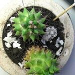 Mammillaria magnimamma Blatt