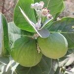 Calotropis proceraFruitua