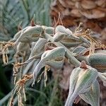 Puya mirabilis Fruit