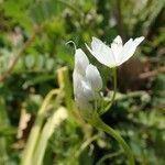 Allium pendulinum 花
