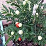 Solanum pseudocapsicum Fruto