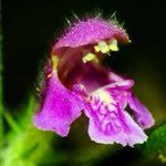 Galeopsis pubescens Květ