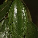 Miconia tschudyoides Leaf