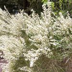 Cytisus multiflorus Habit