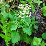 Centranthus calcitrapaeЛисток