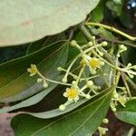 Cinnamomum verum Flower