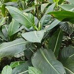 Dieffenbachia longispatha Агульны выгляд