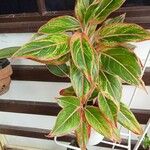 Aglaonema commutatumBlatt