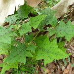 Solanum stramoniifolium Lehti