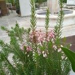 Erica erigena Folha