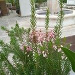 Erica erigena Lehti