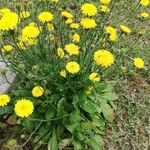 Crepis sanctaFiore