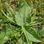 Plantago major Foglia