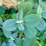 Lonicera caerulea Leaf