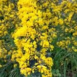 Cytisus galianoi Fleur