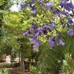 Jacaranda caucana পাতা