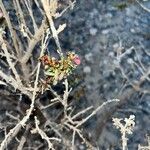 Salsola divaricata Likasa