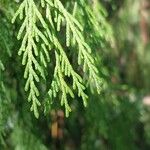 Cupressus pendula Blatt