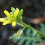 Sisymbrella aspera Blomma