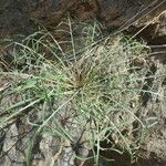 Podospermum laciniatum Leaf