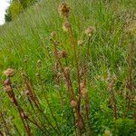 Sanguisorba officinalisFlower