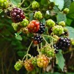 Rubus fruticosus果實