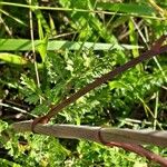 Peucedanum alsaticum Leaf