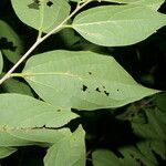 Heisteria concinna Leaf